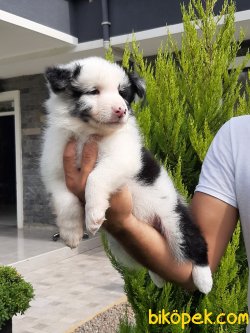 BORDER COLLIE YAVRULAR 2
