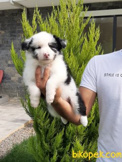 BORDER COLLIE YAVRULAR 5