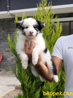 BORDER COLLIE YAVRULAR 1