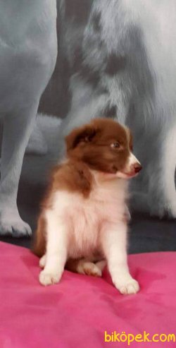 BORDER COLLIE YAVRULAR 4