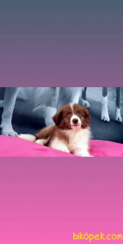 BORDER COLLIE YAVRULAR 3