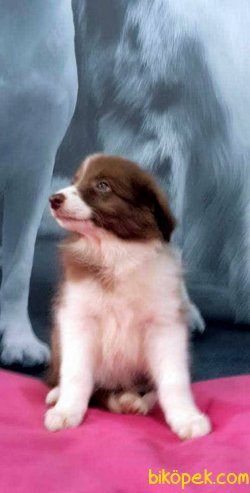 BORDER COLLIE YAVRULAR 5