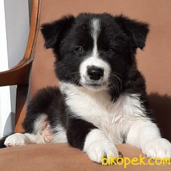 BORDER COLLIE YAVRULAR 3