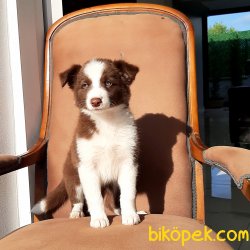 BORDER COLLIE YAVRULAR 1