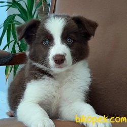 BORDER COLLIE YAVRULAR 2