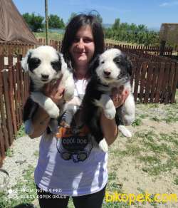 Border Collie Yavrular 3