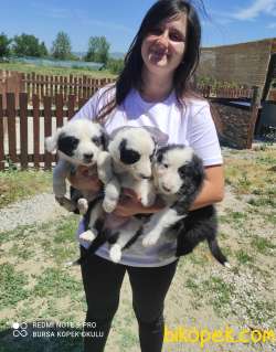 Border Collie Yavrular 1