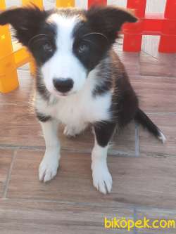 BORDER COLLIE YAVRULAR 2