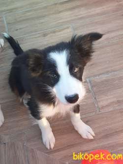 BORDER COLLIE YAVRULAR 1