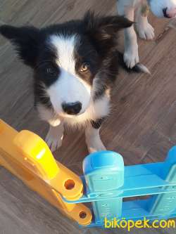 BORDER COLLIE YAVRULAR 3