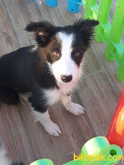 BORDER COLLIE YAVRULAR 4