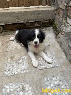 Border Collie Yavrular 4