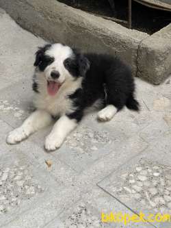 Border Collie Yavrular 3