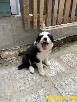 Border Collie Yavrular 5