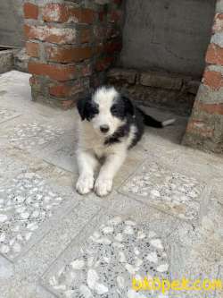 Border Collie Yavrular 2