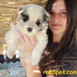 BORDER COLLIE Yavrular (Bursa Köpek Okulu) 1