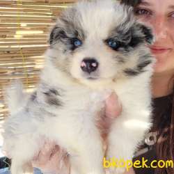 BORDER COLLIE Yavrular (Bursa Köpek Okulu) 4