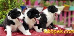 BORDER COLLİE YAVRULARI 1