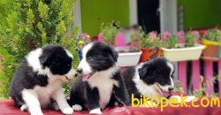 BORDER COLLİE YAVRULARI 5