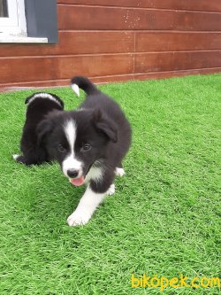 Border Collie Yavruları 5