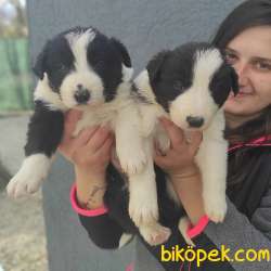 Border Collie Yavruları 4