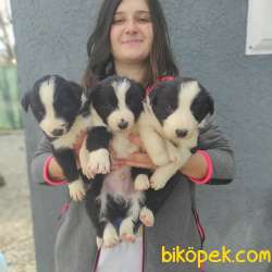 Border Collie Yavruları 1