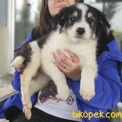 Border Collie Yavruları 2