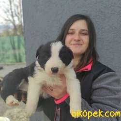 Border Collie Yavruları 3