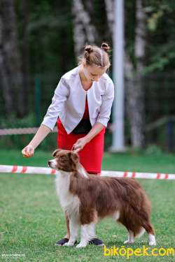 Border Collie Yavruları 1