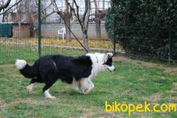 Border Collie Yavruları 4