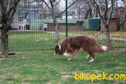 Border Collie Yavruları 2