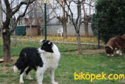 Border Collie Yavruları 3