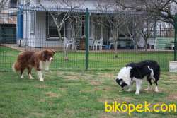 Border Collie Yavruları 5