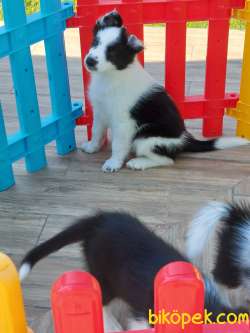 Border Collie Yavruları 2