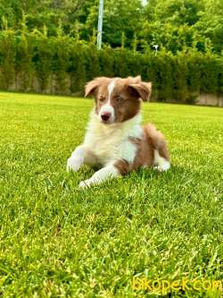 Border Collie Yavruları Aşıları Tam