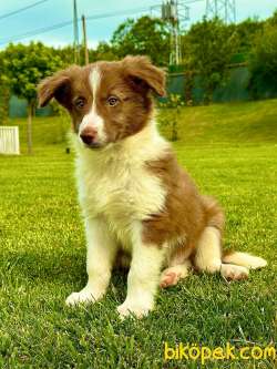 Border Collie Yavruları Aşıları Tam 2