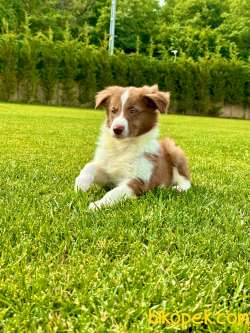 Border Collie Yavruları Aşıları Tam