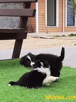 En Mutlu Ve Güzel Border Collie Yavruları 3