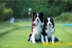 Border Collie Yavruları Istanbul 1