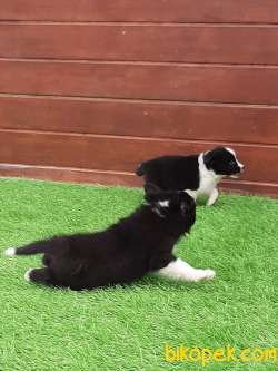 En Mutlu Ve Güzel Border Collie Yavruları