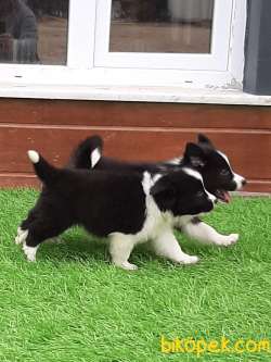 En Mutlu Ve Güzel Border Collie Yavruları 4