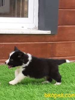 En Mutlu Ve Güzel Border Collie Yavruları 2