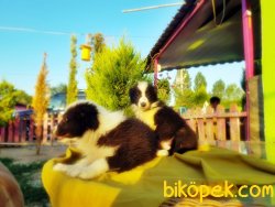 BORDER COLLİE YAVRULARIMIZ 2