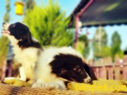 BORDER COLLİE YAVRULARIMIZ 4