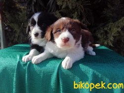 Border Collie Yavrularımız 2
