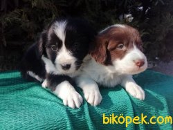 Border Collie Yavrularımız 3