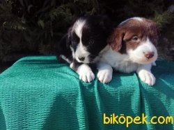 Border Collie Yavrularımız 4