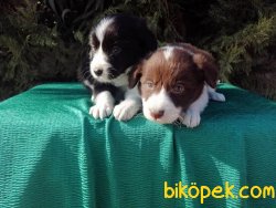 Border Collie Yavrularımız 5