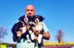 BORDER COLLİE YAVRULARIMIZ 5