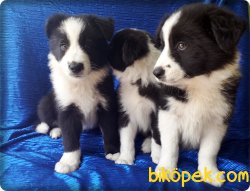 Border Collie Yavrularımız 4
